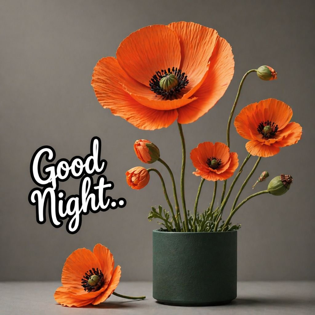elegant good night orange poppy flowers image