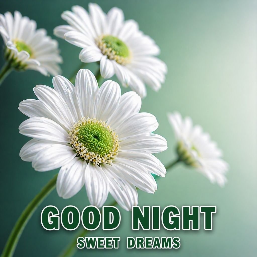 good night sweet dreams daisy flowers